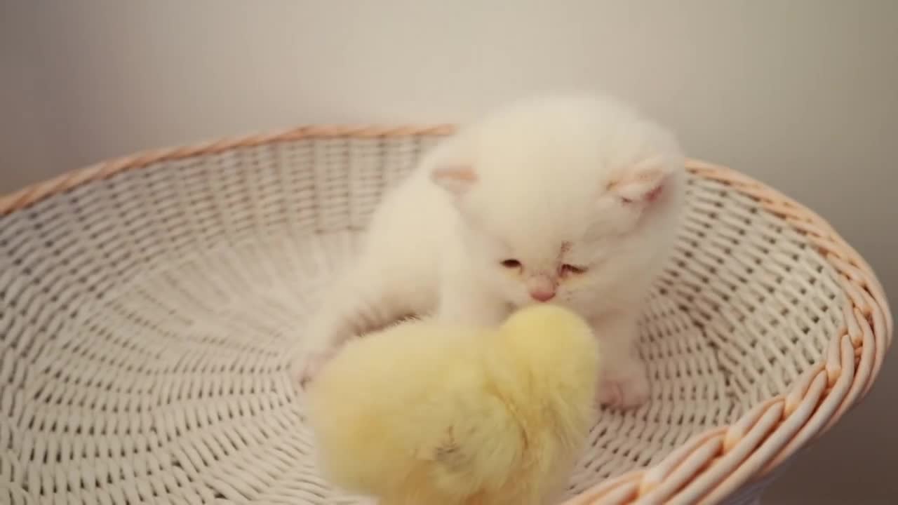 Kittens walk with a tiny chicken