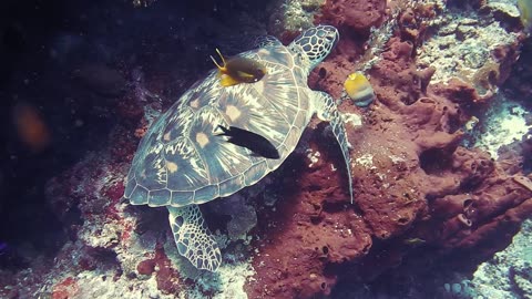 sea turtle