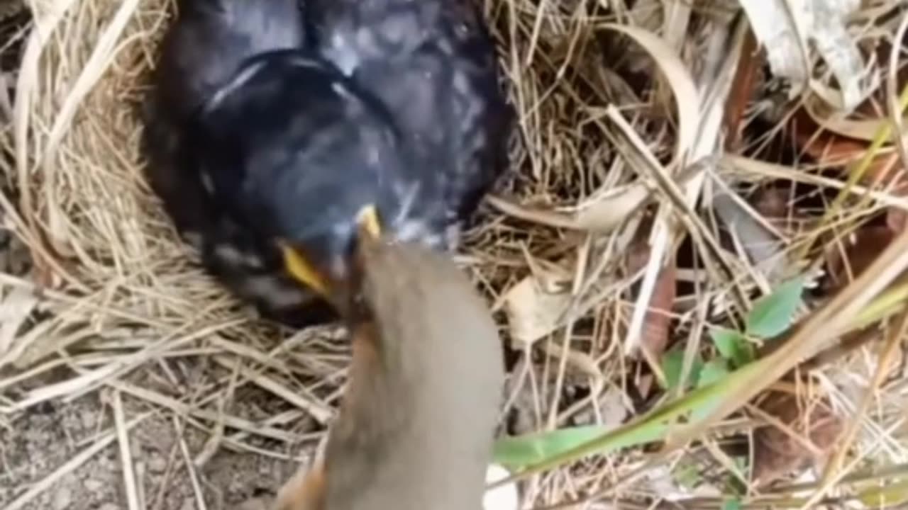 Male bird flirting with a female bird in the nest