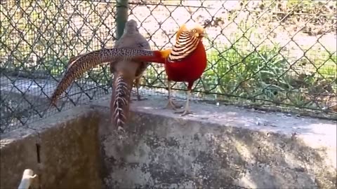 Beautiful Golden pheasants and wading birds