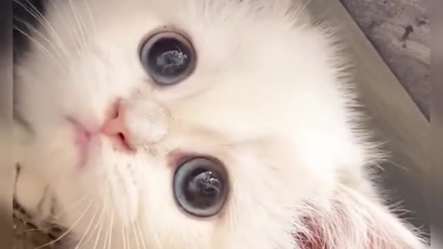 Wow see me#catsoftikok #cat #fyp #foryou #pet #cute