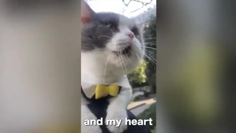 Cat viral video