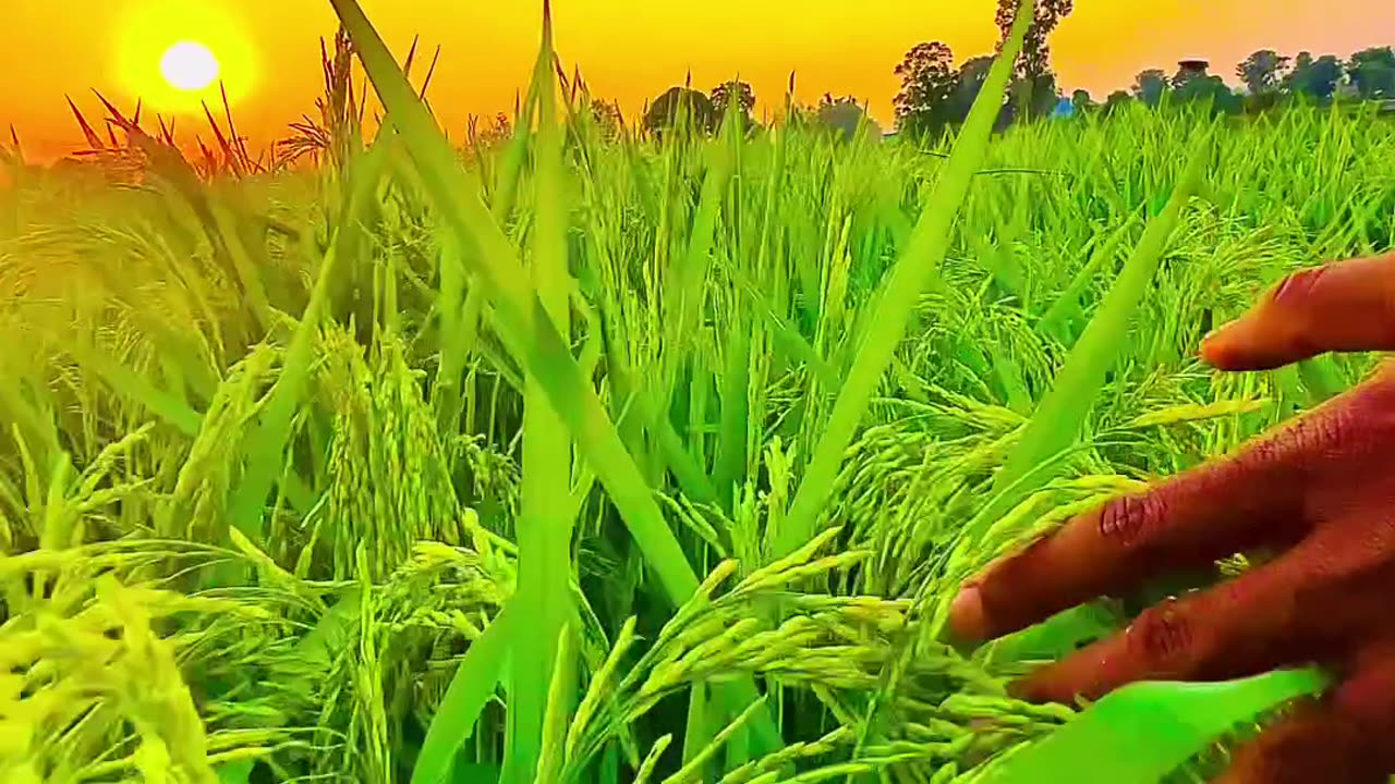 Farmer's lover