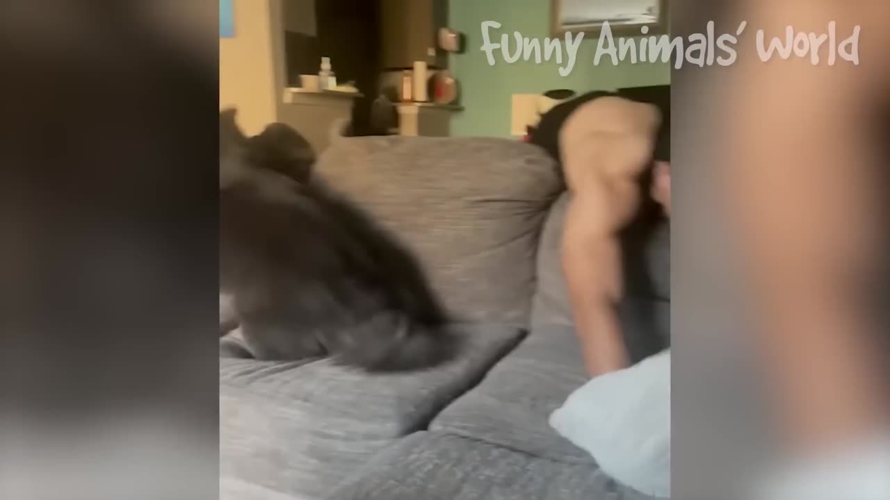 Funny Dog Reaction