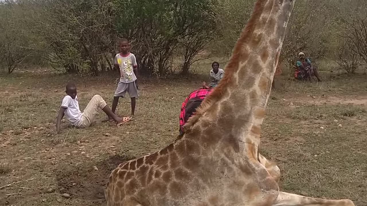 Wild hunting of Giraffe in Africa