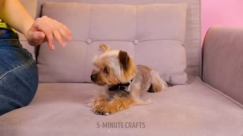 Dog makes it clear she wants to petted at all times