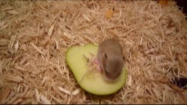 Baby Roborovski Hamsters