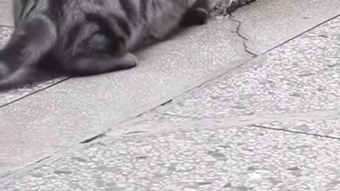 Cat Loves with this little bird