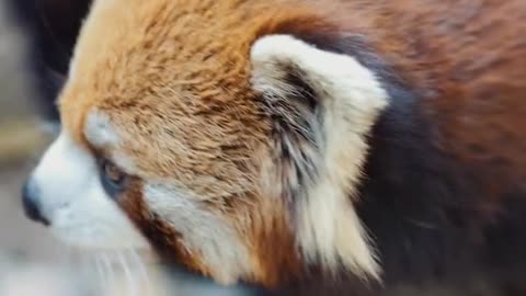 Do you know what a red panda looks like