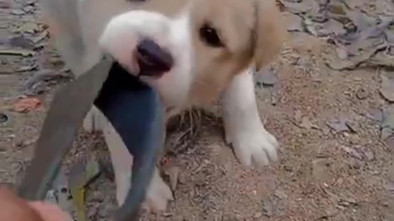 Funny Puppies Video,Cute Baby #Short