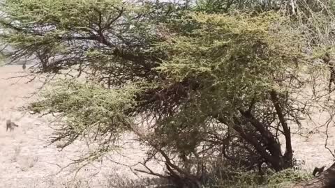 Cheetahs Cubs Chases a Cub Antelope