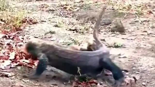 Komodo dragons hunt lambs