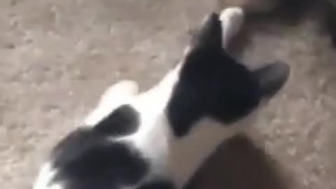 Funny Cat 😂😺 videos
