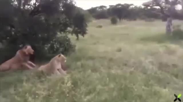 PIG SCARE ON LION