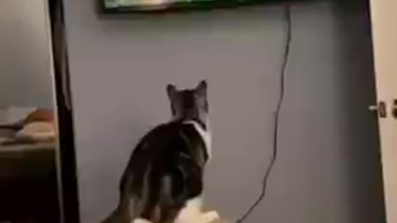 Cat funny videos/animals funny videos #funny #cat#jokes #dog #npukonbl #KOUKM