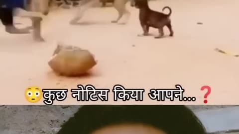 Funny monkey