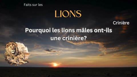 Fait sur le Lion 10 - Pourquoi les lions mâles ont-ils une crinière?