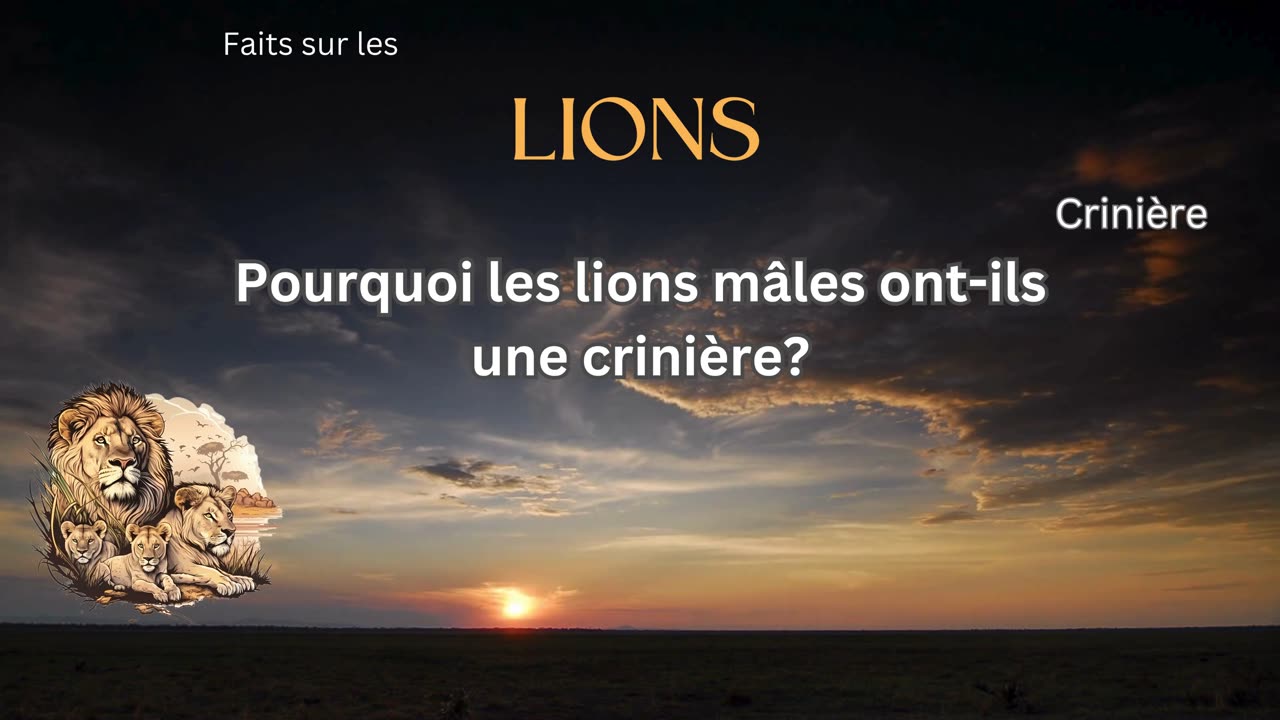 Fait sur le Lion 10 - Pourquoi les lions mâles ont-ils une crinière?