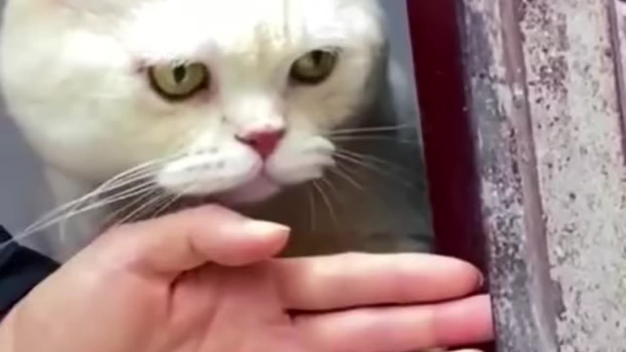 funny animals