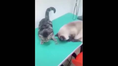 Try Not To Laugh Cats Cute Reactions - Funny Cat Videos #65