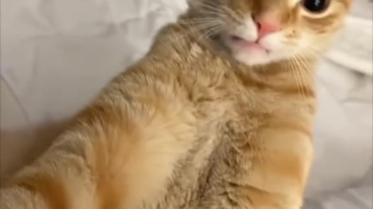 Funny cat moments 😂