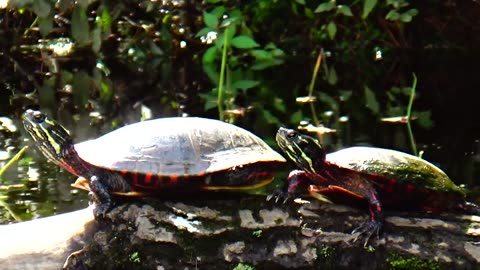 Painted Turtles
