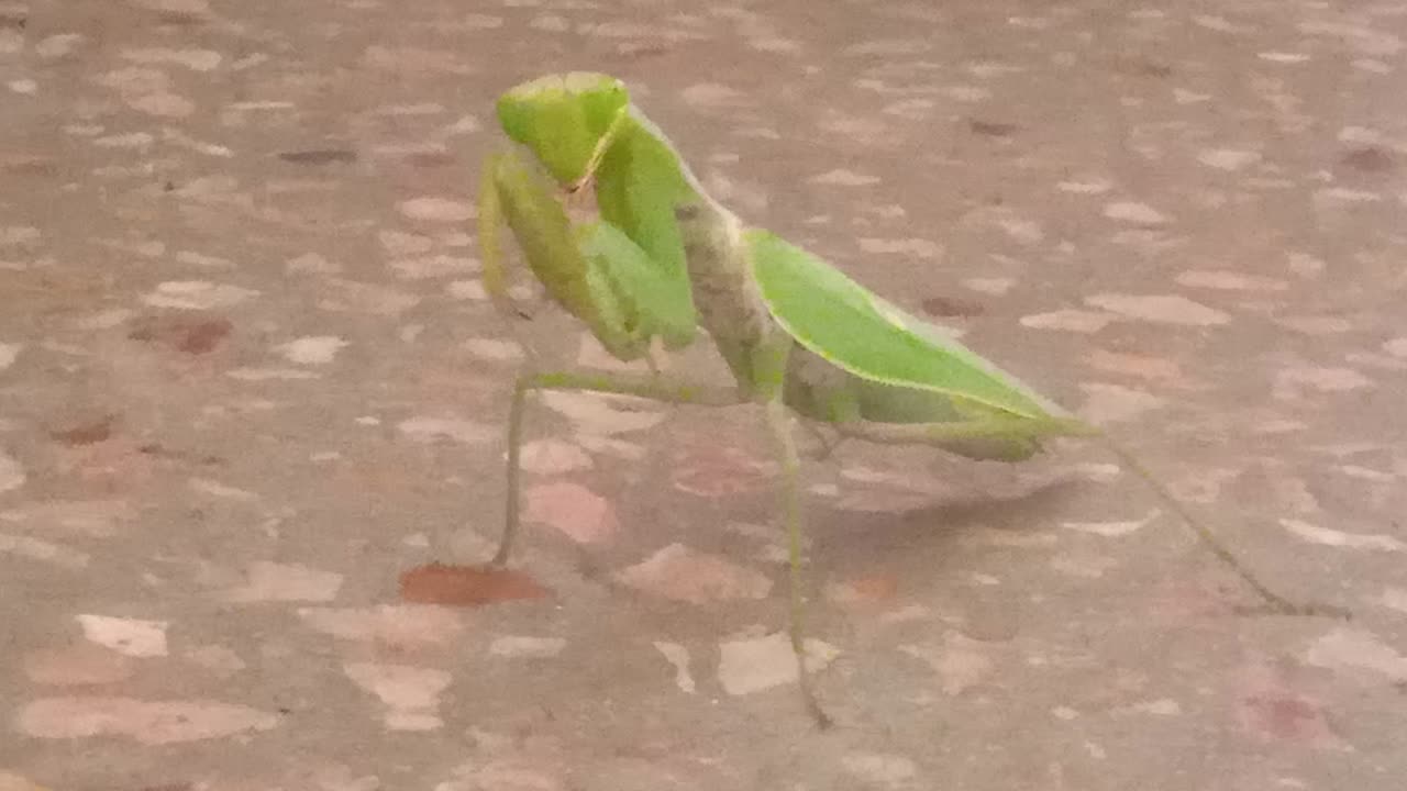 mantis