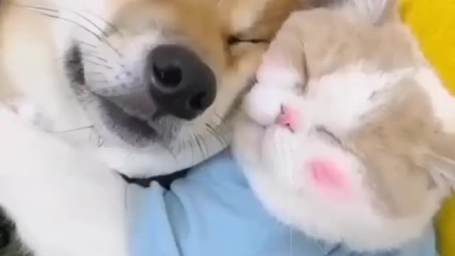 Cute Cat and Dog Love Funny Cat Video