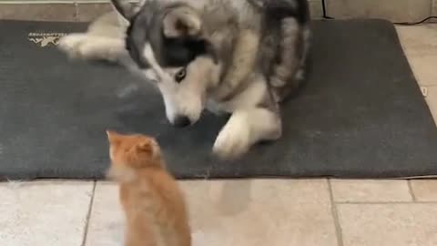 Cat Vs Dog