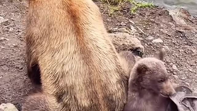 Bear Mom with Baby