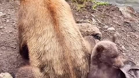 Bear Mom with Baby