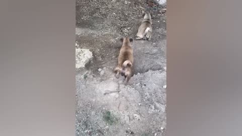 funniest cats and dogs 2023 😂😺🐶