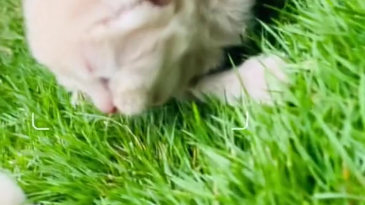Cat incredibly packs her toys in owner's suitcase
