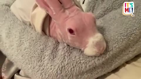 Hairless Rabbsusters To Show You - It’s Me! - Dodo Kids_Cut