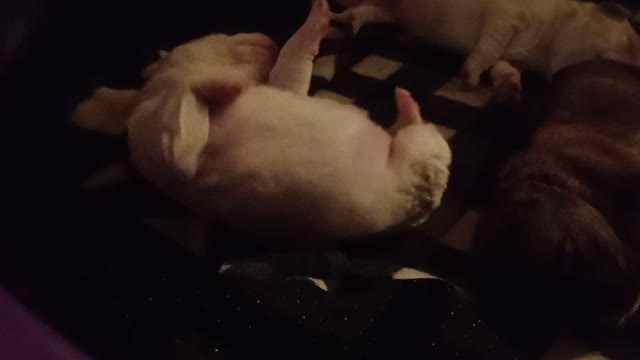 Sleeping puppies