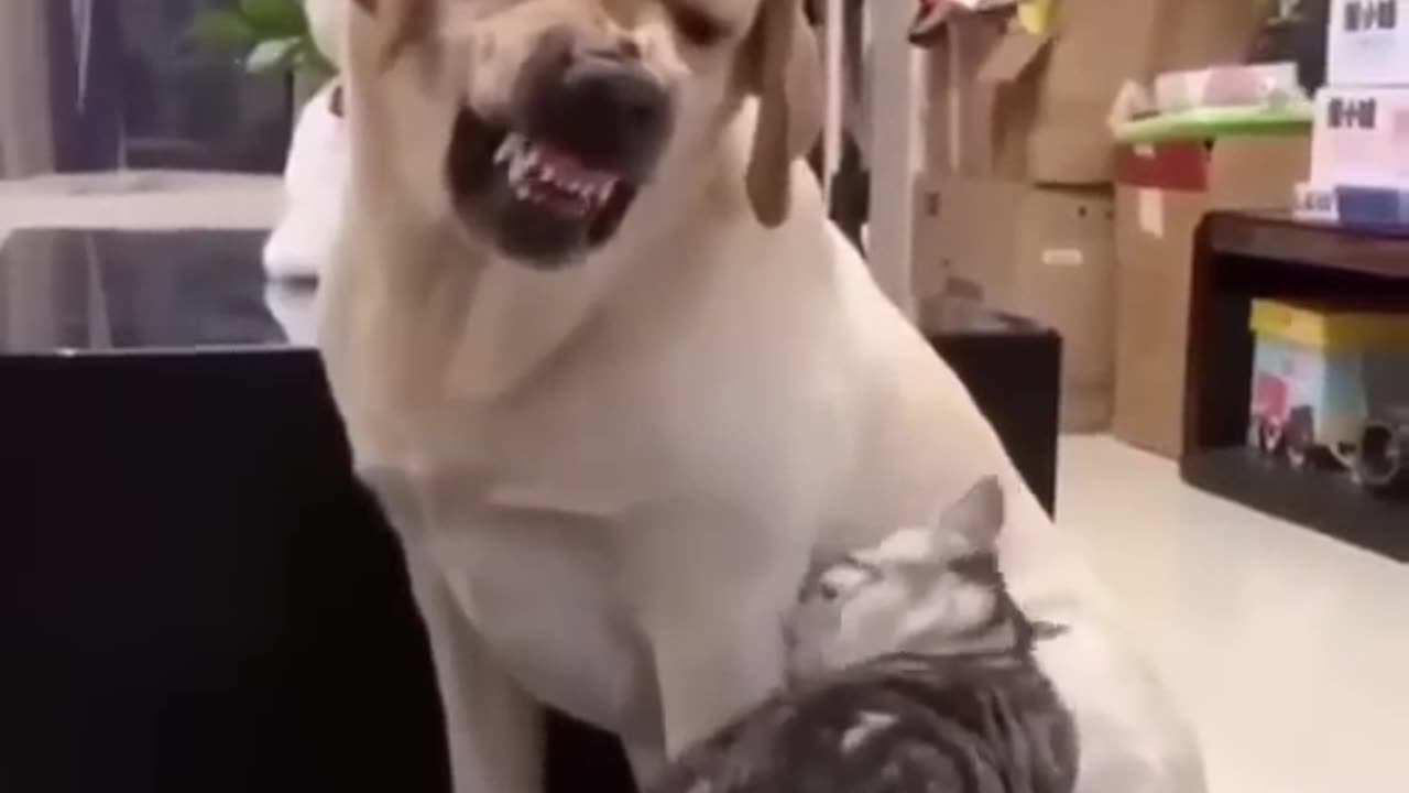 Kerful kitty