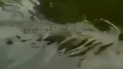 This is a beautiful and charming water-dwelling species