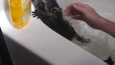 Raccoon babies getting a bath