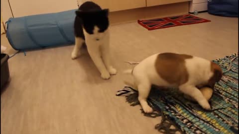 Cat meeting the puppies for the first time