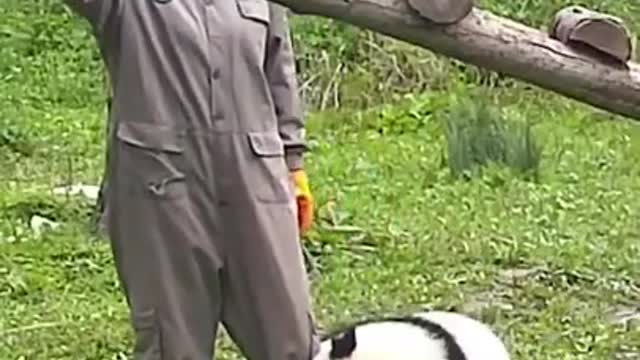 Baby Panda Draws Nanny's Attention