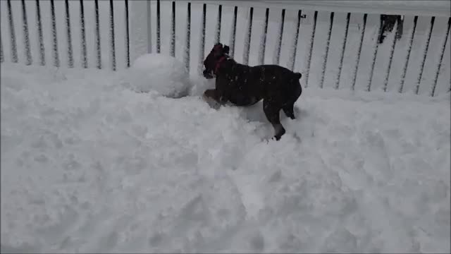 Boxer dog and kitten see snow for the first time