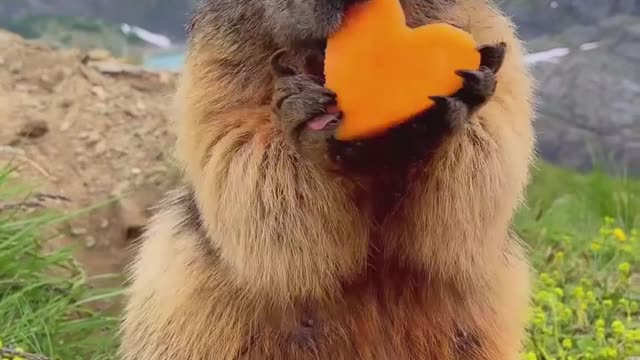 Mr Big Boss the Marmot wishing a wonderful Sunday to everyone 🥰🥰♥️♥️