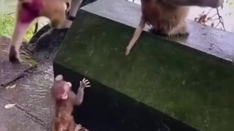 Animalsfunnymoments 😀