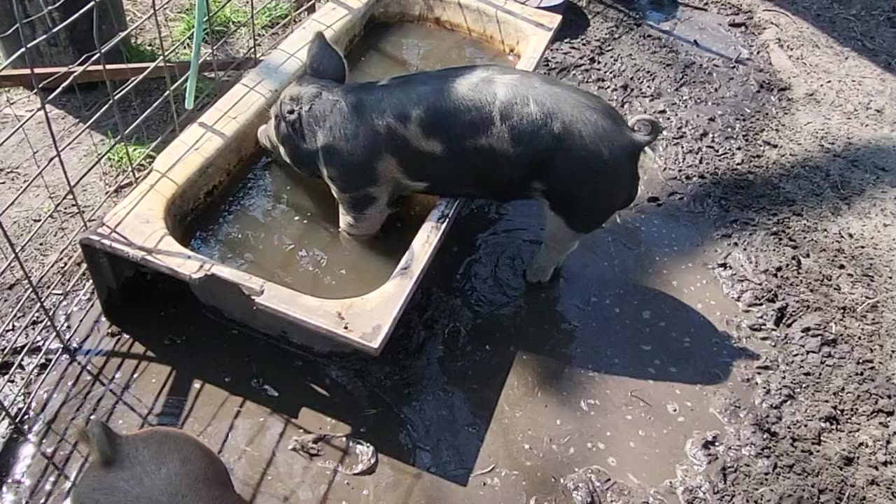 One Ear Pig and Goats