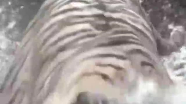 The tiger running in the water is brave enough, no one can beat