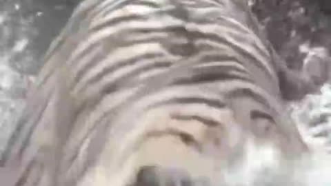 The tiger running in the water is brave enough, no one can beat