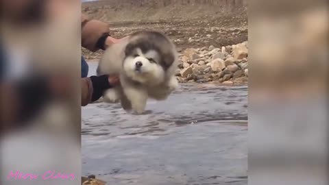 So Cute Alaskan Puppies