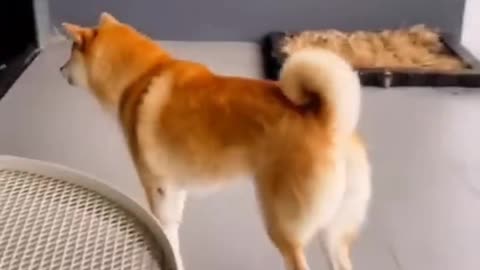 Funny Animal Videos 2023 Best Dogs And Cats Videos
