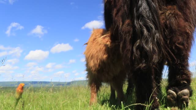 Converting solar energy into cuteness via grass culture