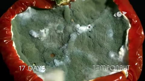 Tomato Time-Lapse Mold